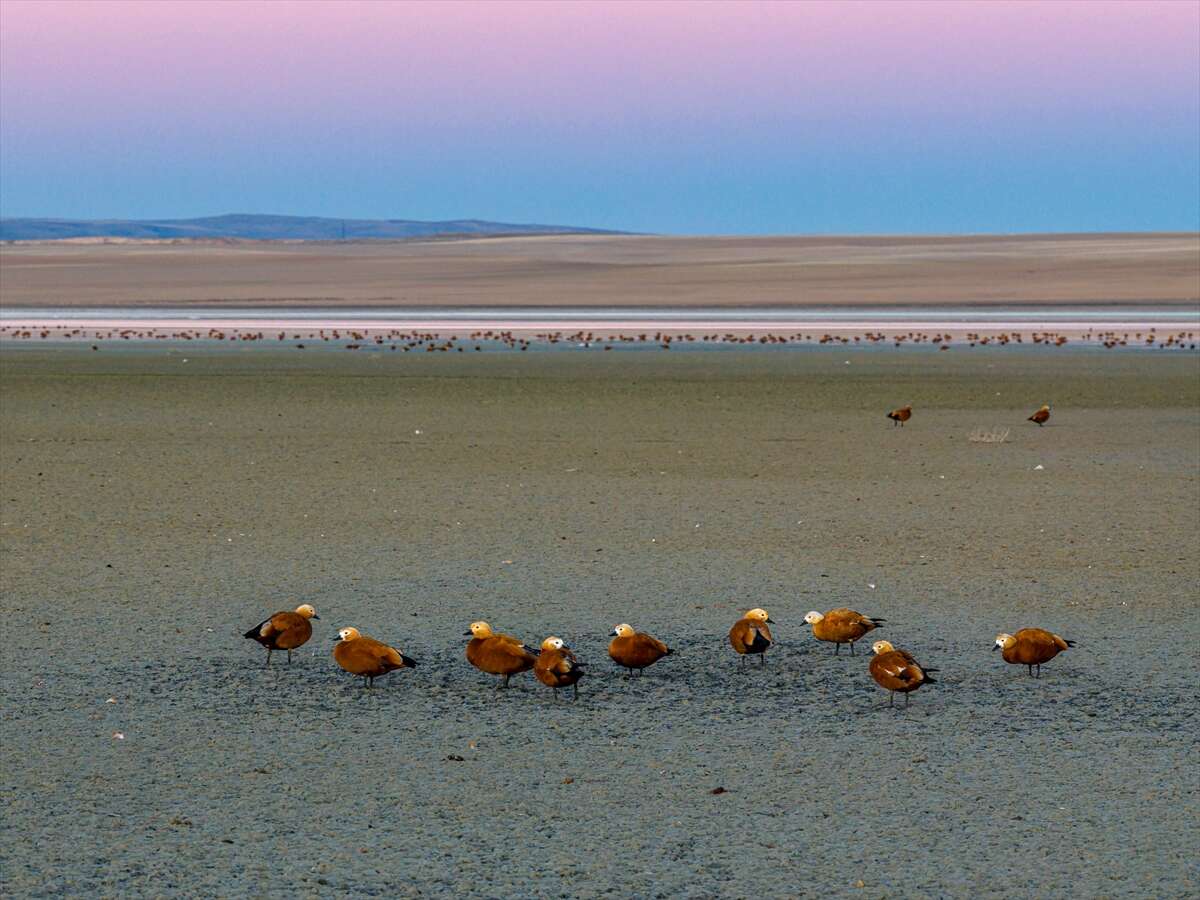 Konya’da doğa ziyafeti 15